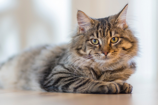 10 interessante Fakten über Katzen