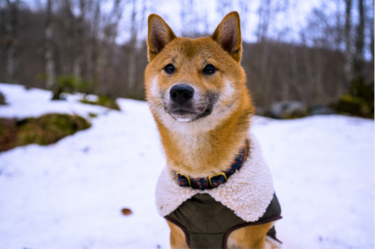 Ist ein Mantel für den Hund im Winter notwendig?