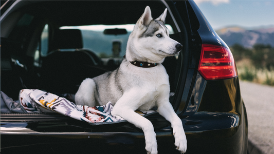 Hundetransport im Auto