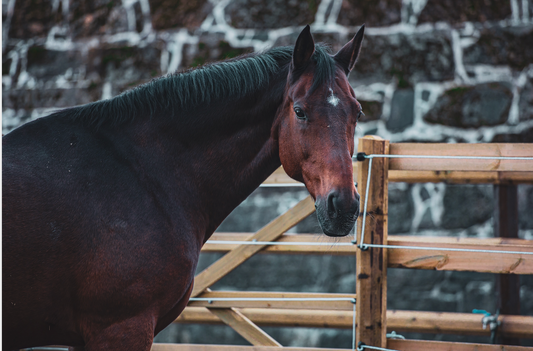 Stallwechsel bei Pferden